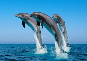 dolphin_zanzibar