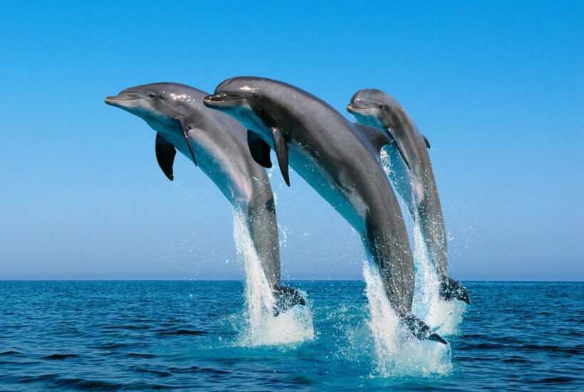 dolphin_zanzibar