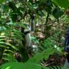 red-colobus-zanzibar-2