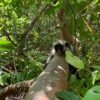 red-colobus-zanzibar-3