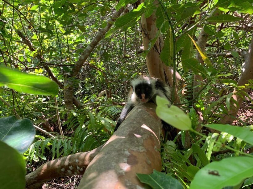 red-colobus-zanzibar-3