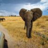 ruaha3