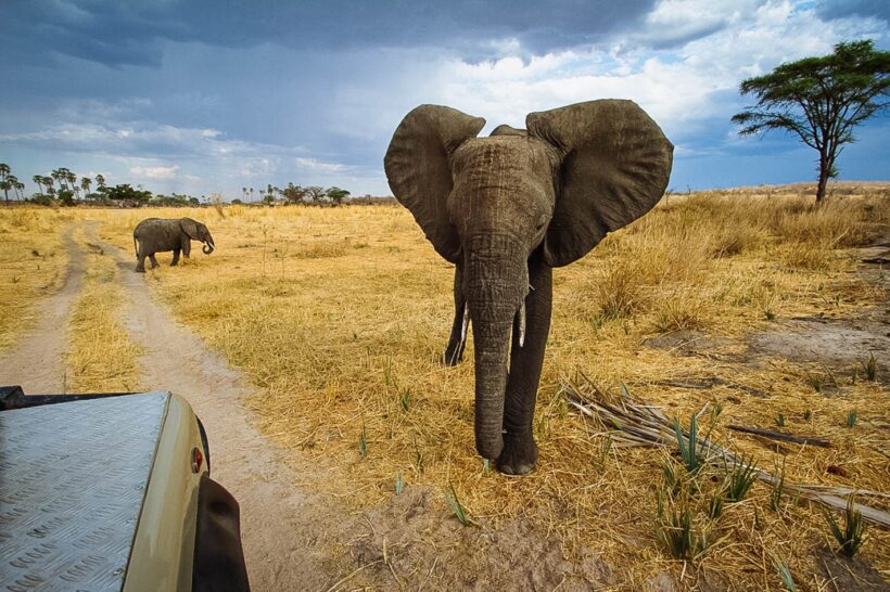 ruaha3