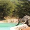 ruaha4