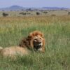 Serengeti-1