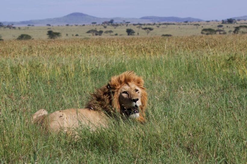 Serengeti-1