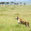 Serengeti-2