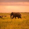 Serengeti-3