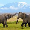 elephants-in-amboseli