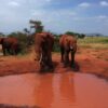 ngutuni-safari-1