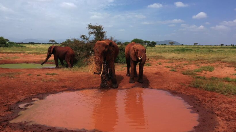 ngutuni-safari-1