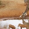ngutuni-safari-2