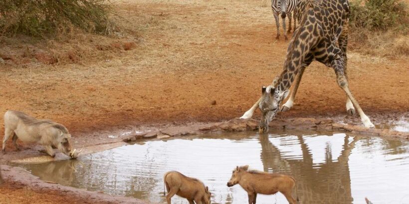ngutuni-safari-2