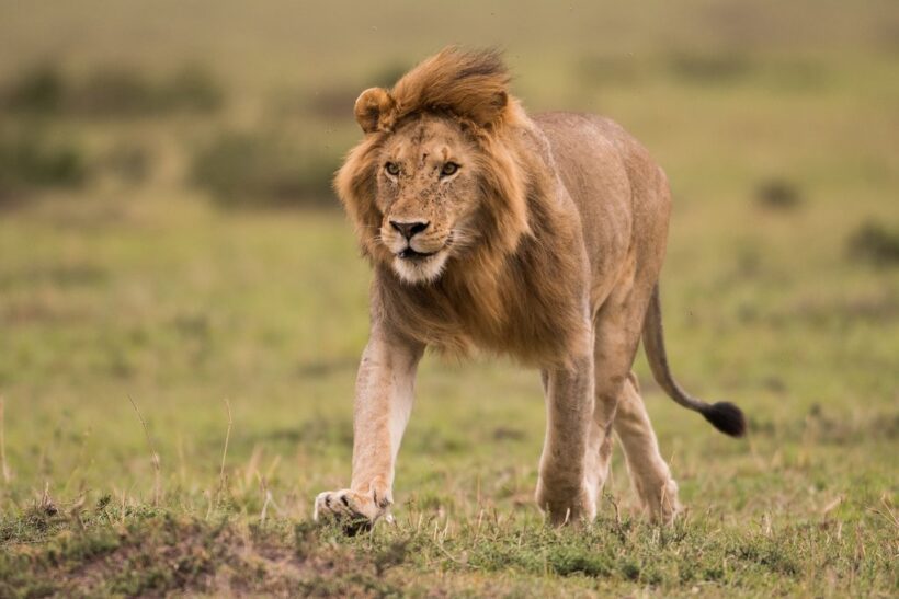 ngutuni-safari-3