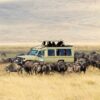 serengeti